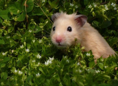 Hamster