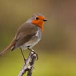 Robin