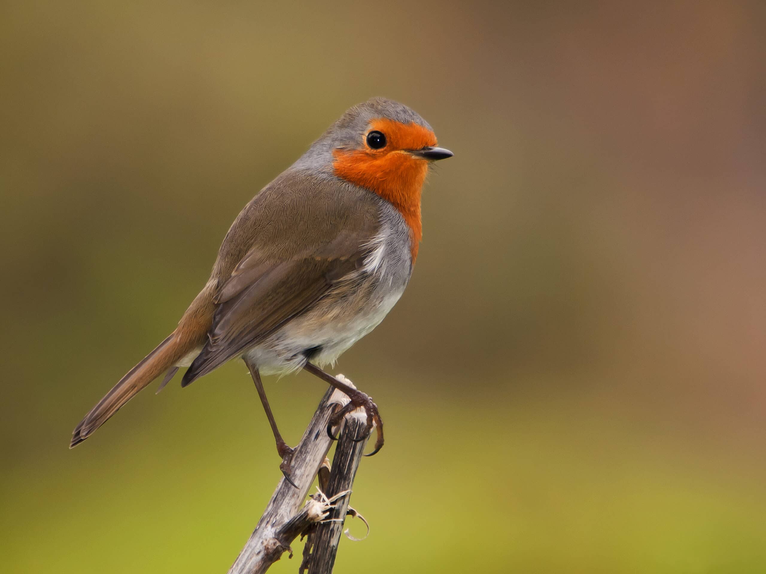 Erithacus rubecula -Canary Islands, Spain -adult-8 Erithacus rubecula -Canary Islands, Spain -adult-8 Robin
