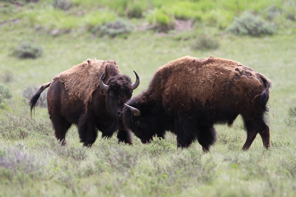 Bison fight Bison fight