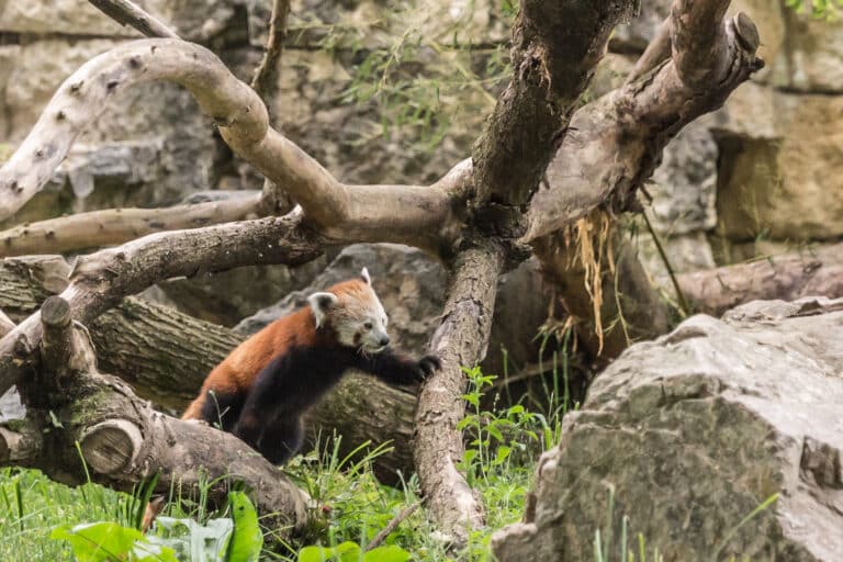 Ailurus fulgens (Panda roux) – 127 Ailurus fulgens (Panda roux) – 127