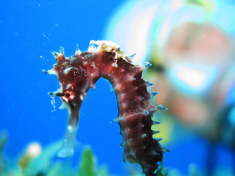 Thorny Seahorse with Jockey – Hippocampus jayakari