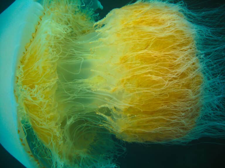 Nomura jellyfish 2009 Korea a Nomura jellyfish 2009 Korea a