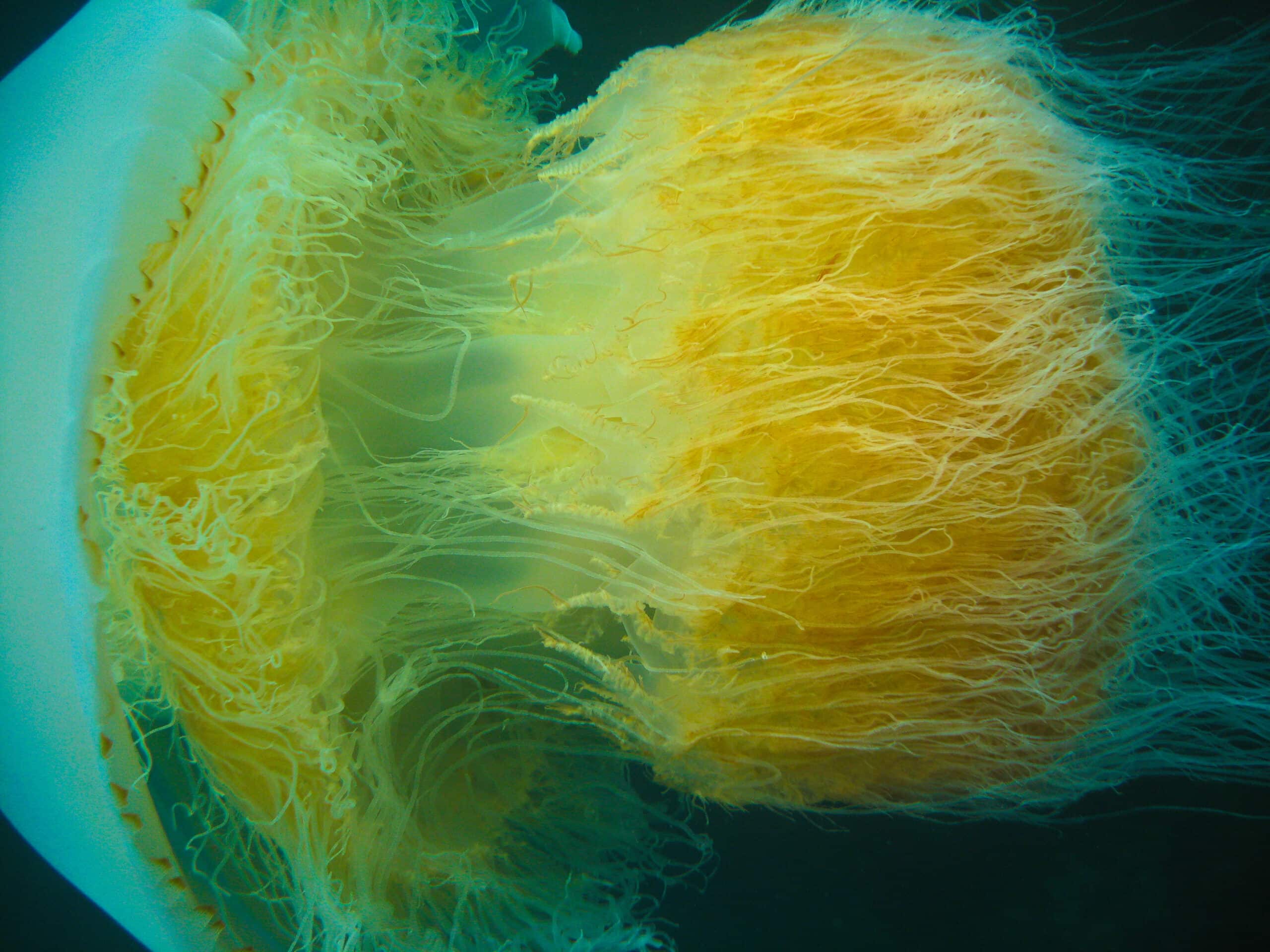 Nomura jellyfish 2009 Korea a Nomura jellyfish 2009 Korea a