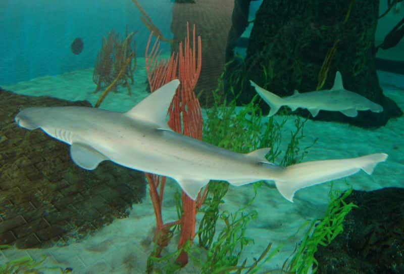 Sphyrna tiburo mote marine Sphyrna tiburo mote marine