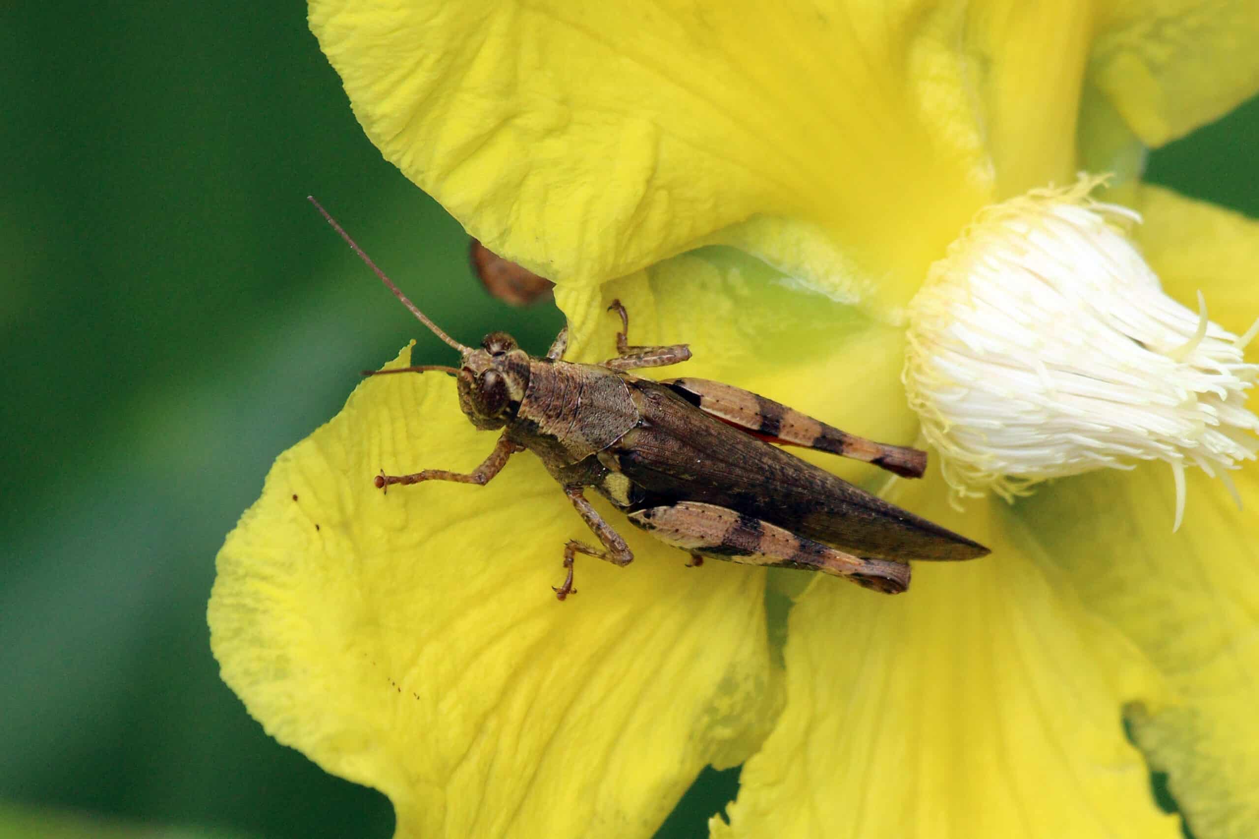 Short-horned grasshopper (Xenocatantops humilis)