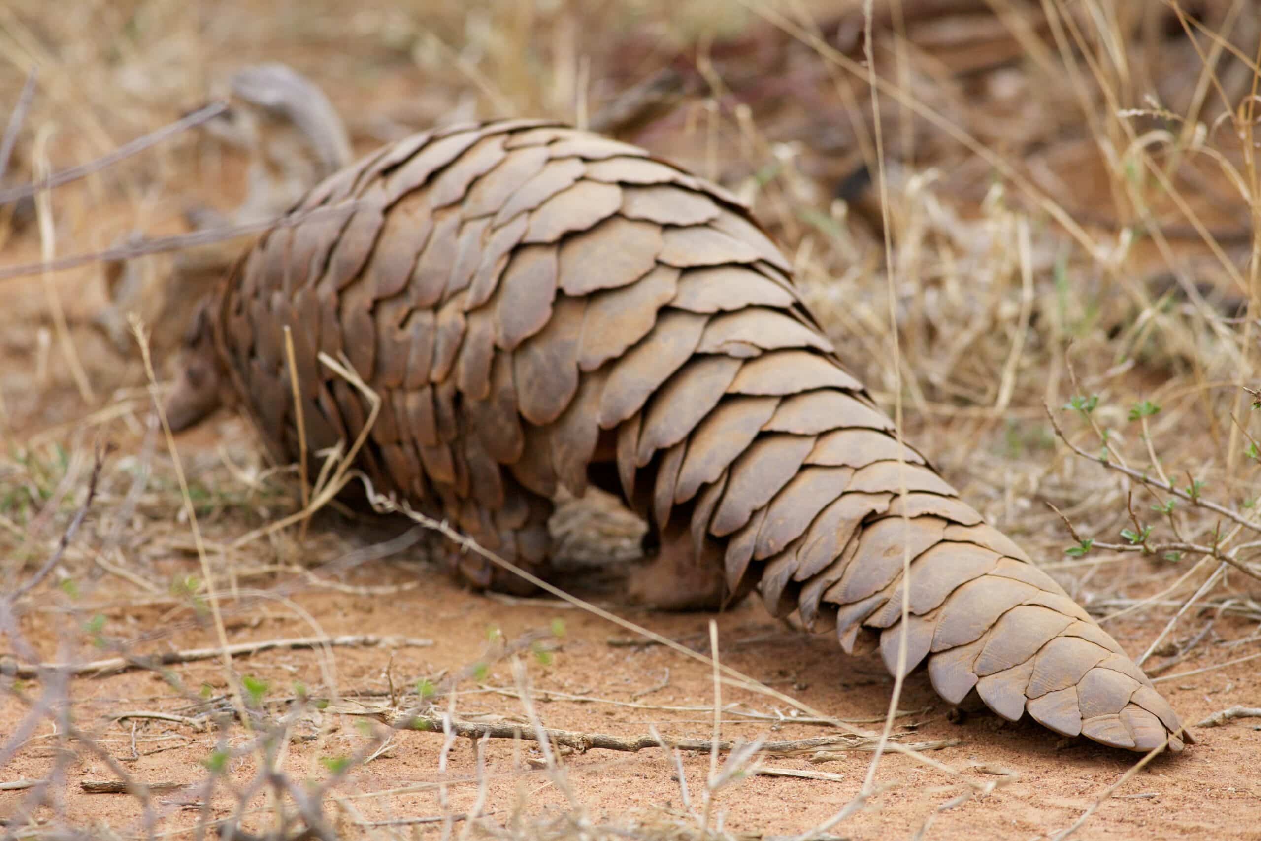 Ground Pangolin at Madikwe Game Reserve