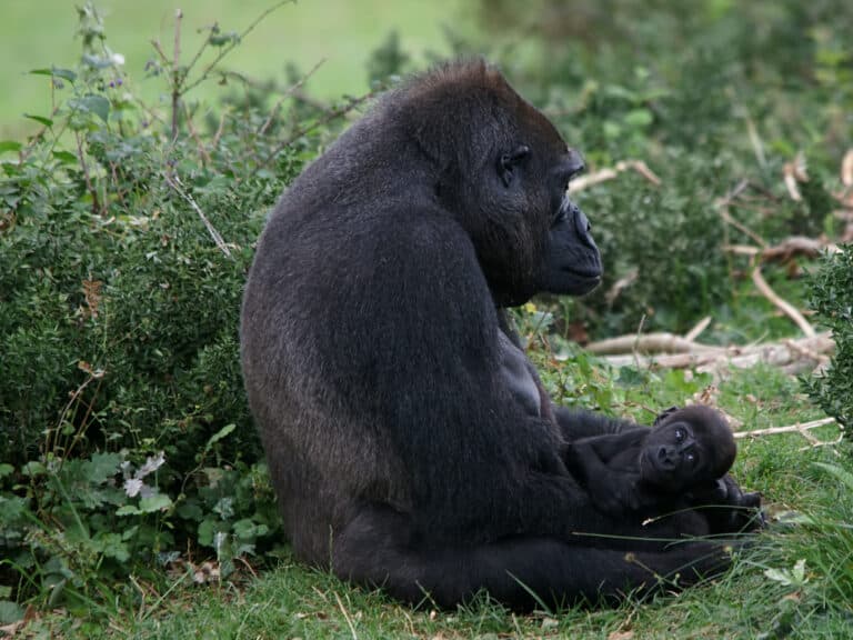 Gorilla gorilla (mother and child) Gorilla gorilla (mother and child)