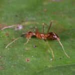 Anoplolepis gracilipes 252656088