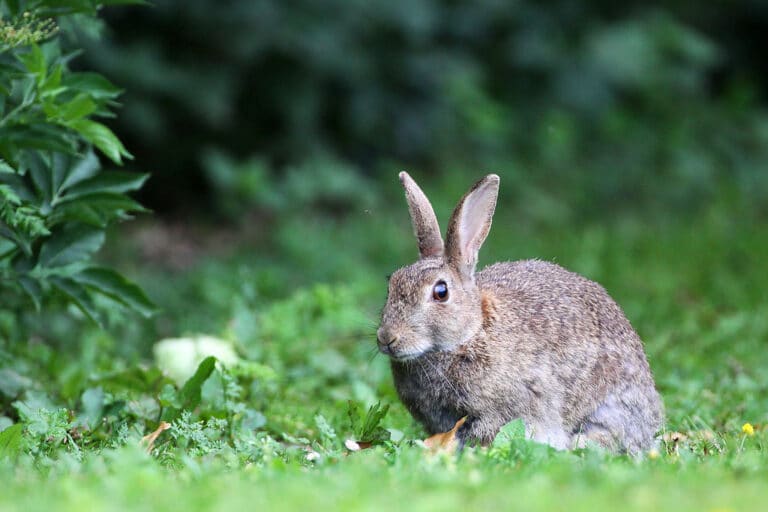 Oryctolagus cuniculus