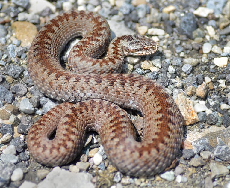 Vipera berus berus Vipera berus berus