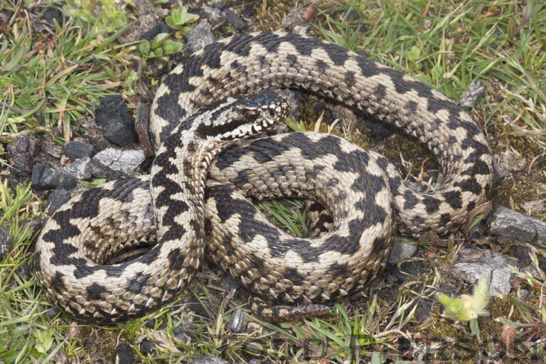 Vipera berus: Adder Vipera berus: Adder