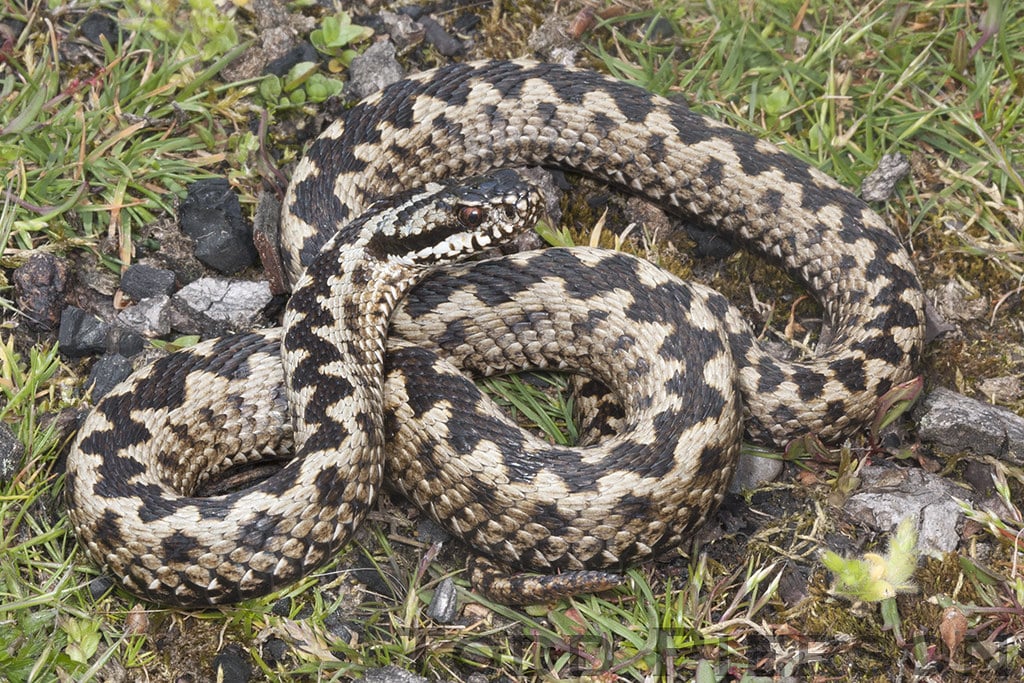 Vipera berus: Adder Vipera berus: Adder