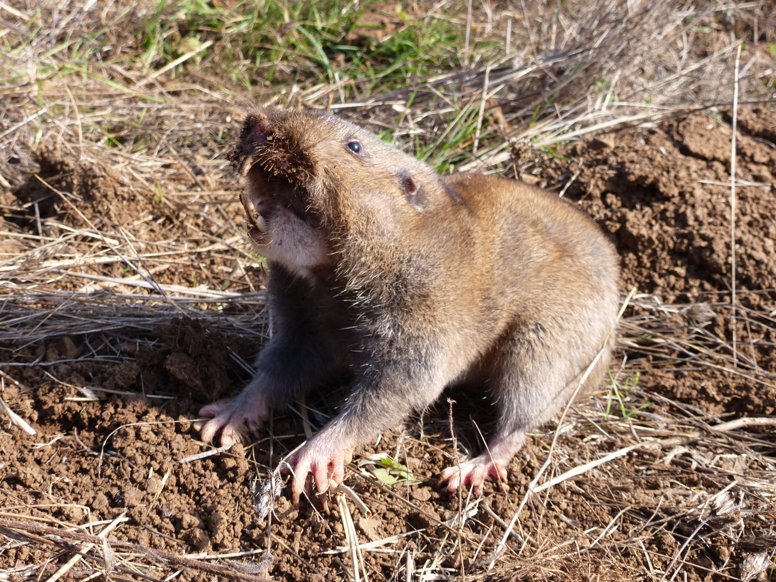 File:Camas pocket gopher (3).JPG File:Camas pocket gopher (3).JPG Gopher
