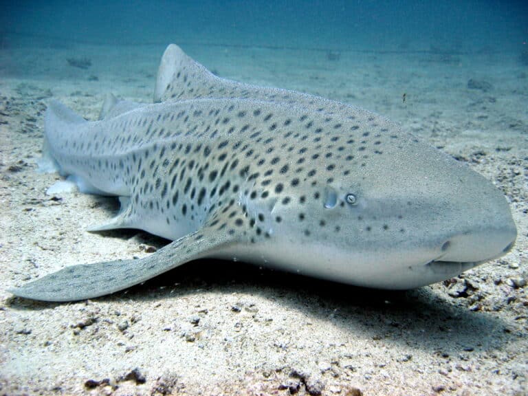 File:Stegostoma fasciatum thailand.jpg File:Stegostoma fasciatum thailand.jpg