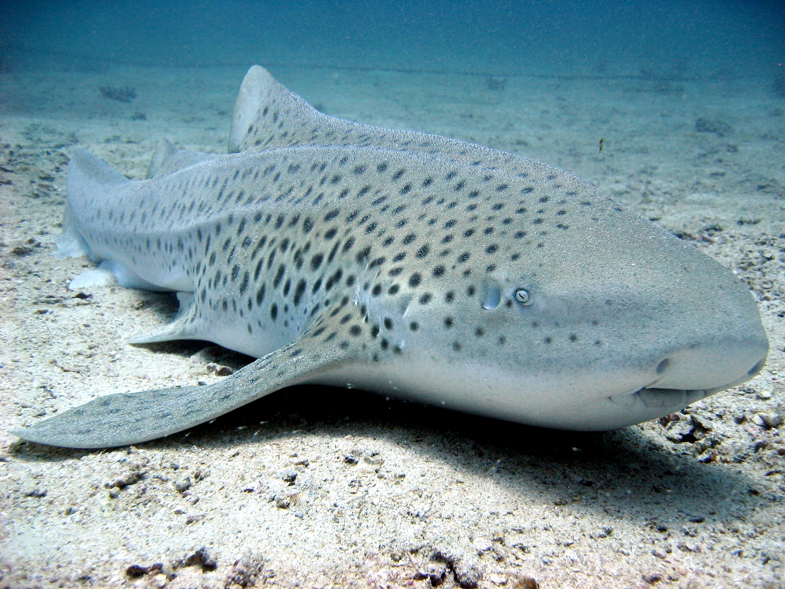 File:Stegostoma fasciatum thailand.jpg File:Stegostoma fasciatum thailand.jpg