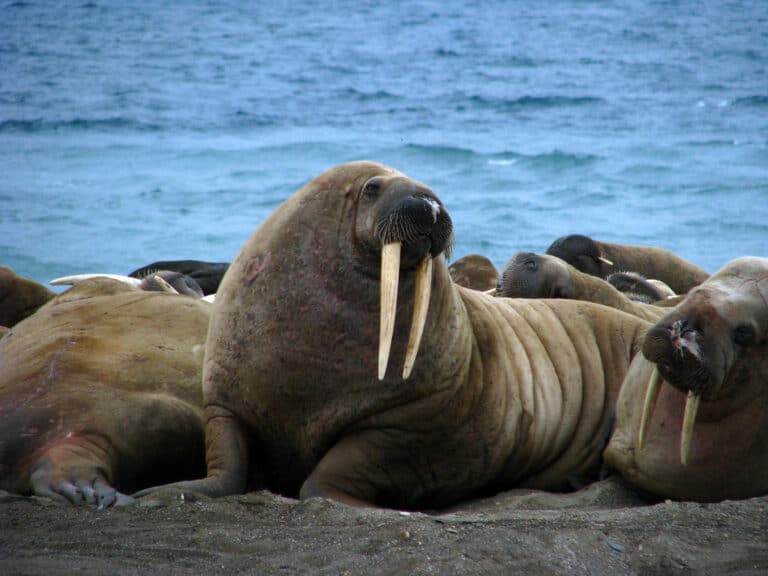 Walrus hunk Walrus hunk