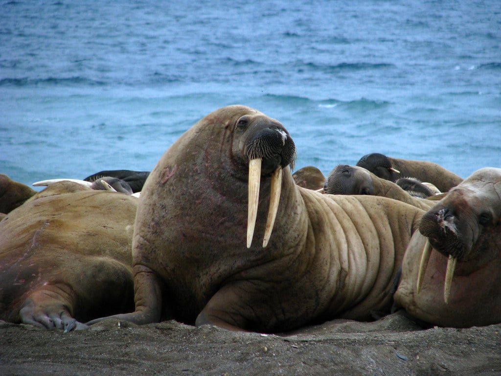 Walrus hunk Walrus hunk