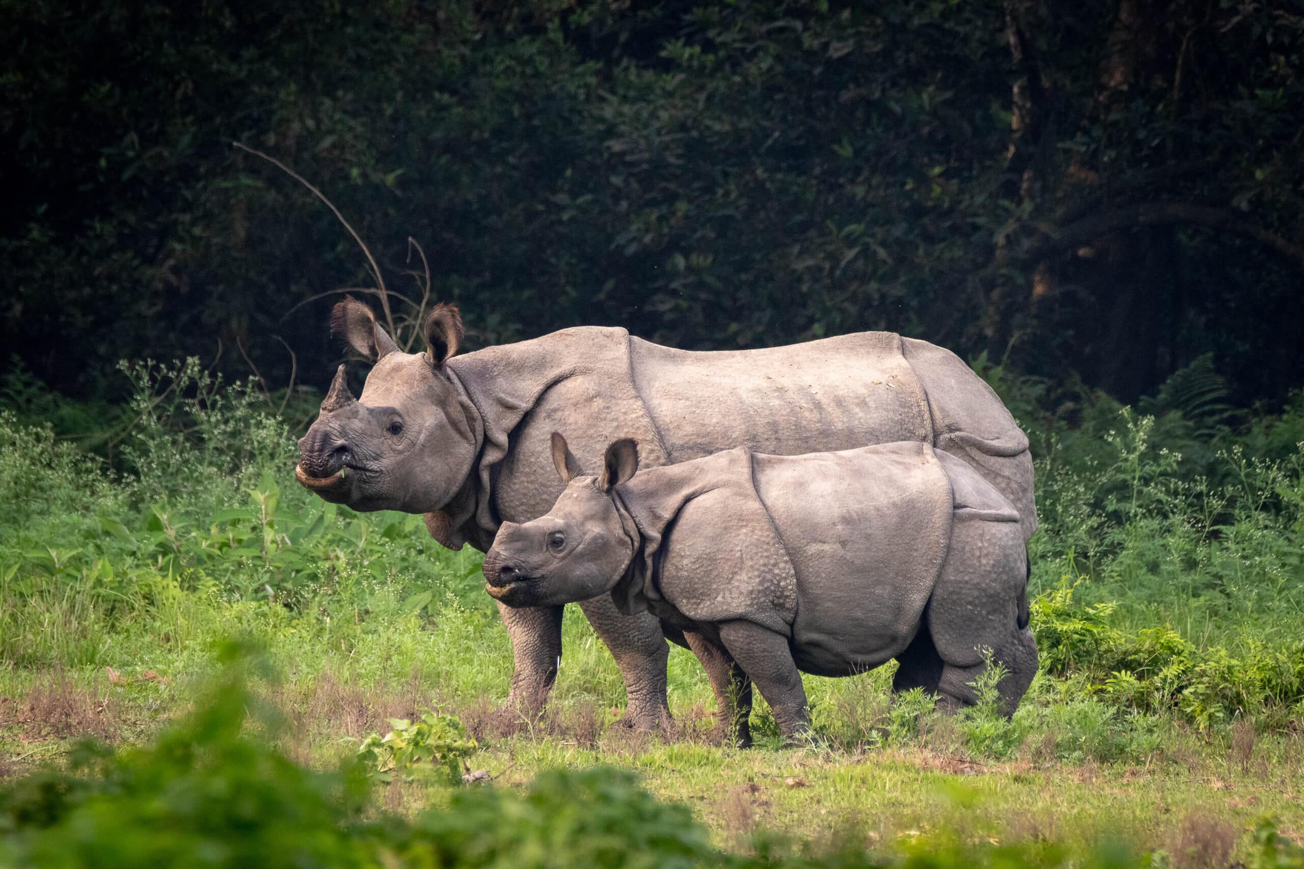 Greater one-horned rhinoceros at Chitwan