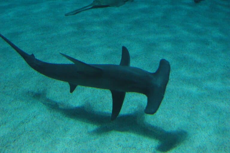 Great hammerhead georgia Great hammerhead georgia