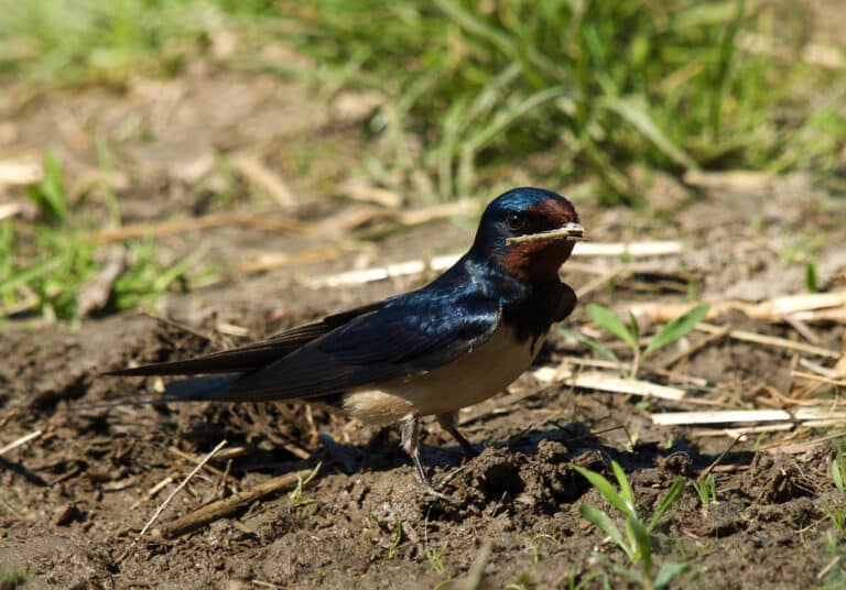 Hirundo rustica -Saxony, Germany-8 Hirundo rustica -Saxony, Germany-8