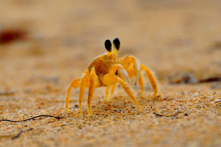 Bocas del Crab Bocas del Crab