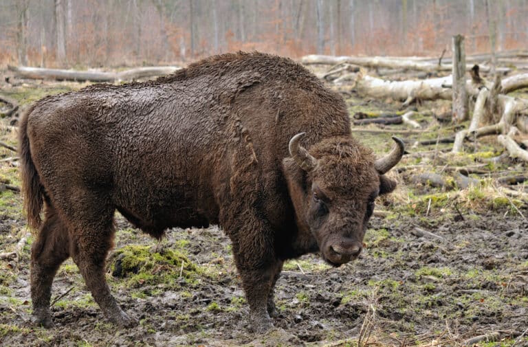 Bison bonasus (Linnaeus 1758) Bison bonasus (Linnaeus 1758)