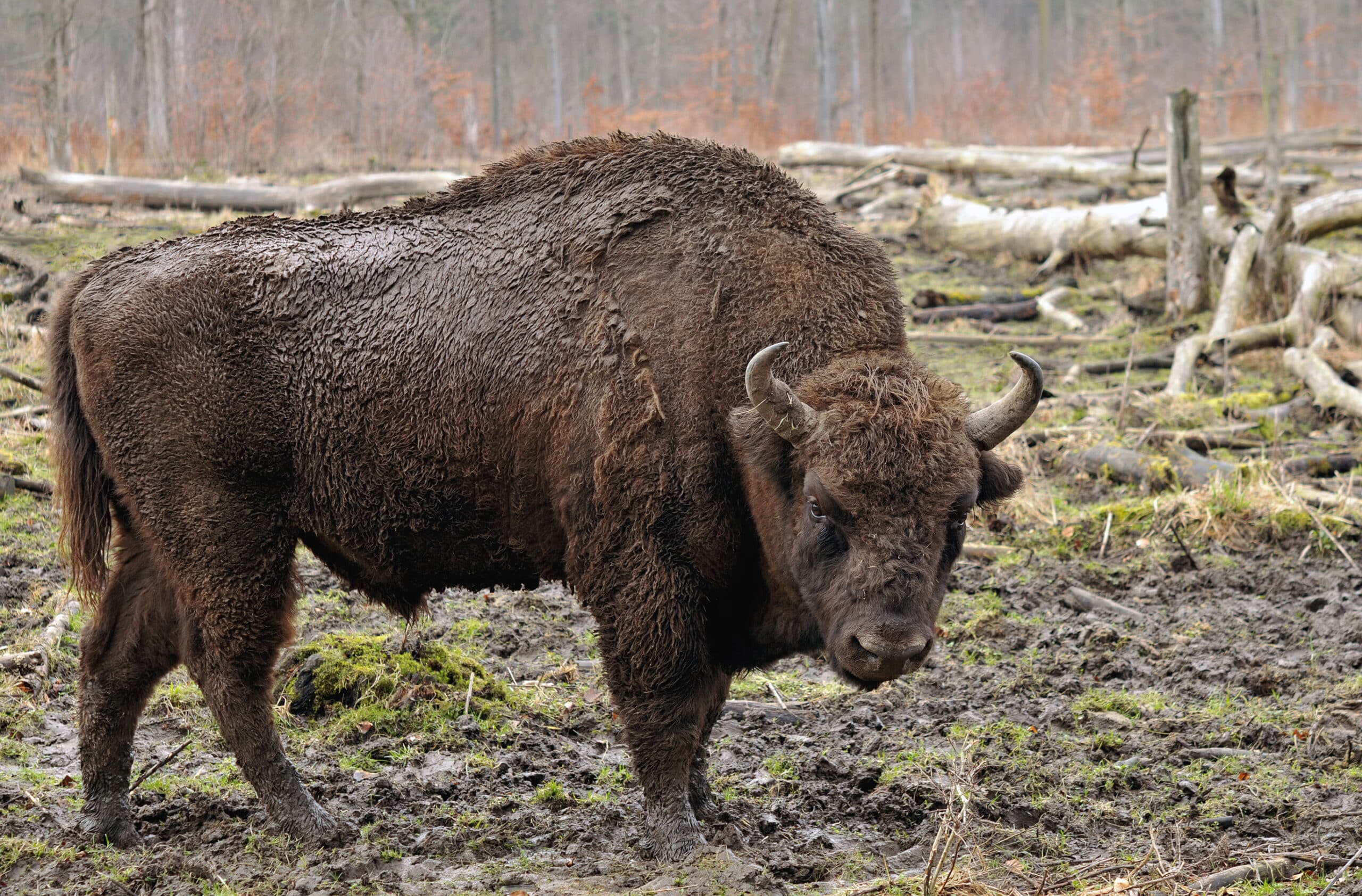 Bison bonasus (Linnaeus 1758) Bison bonasus (Linnaeus 1758)