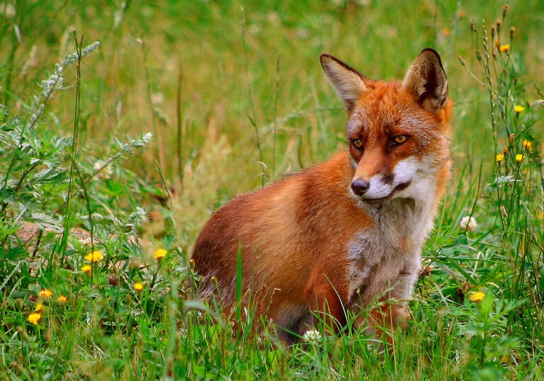 Rød ræv (Vulpes vulpes) Rød ræv (Vulpes vulpes)