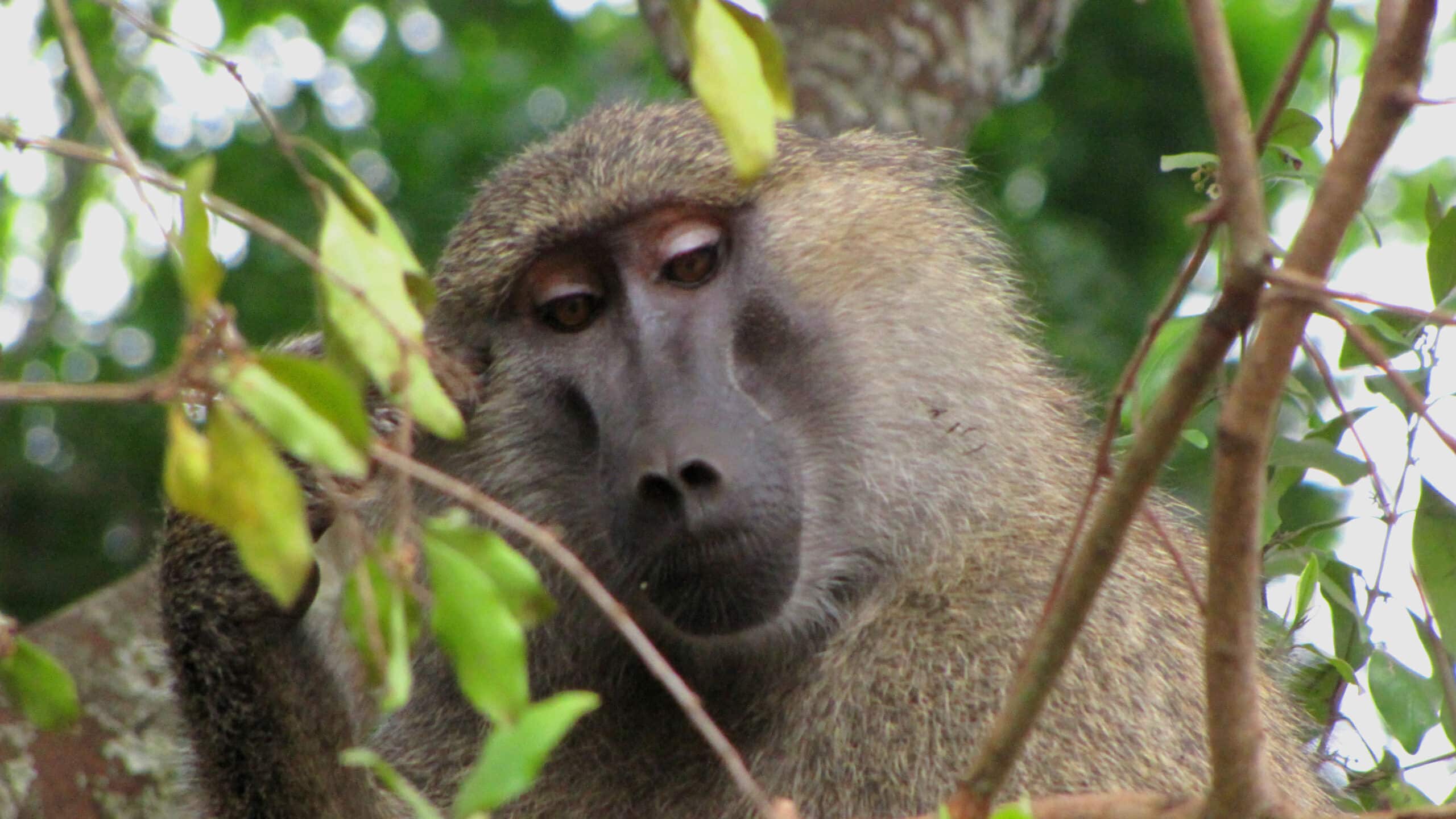 File:Olive Baboon, male.jpg File:Olive Baboon, male.jpg Baboon