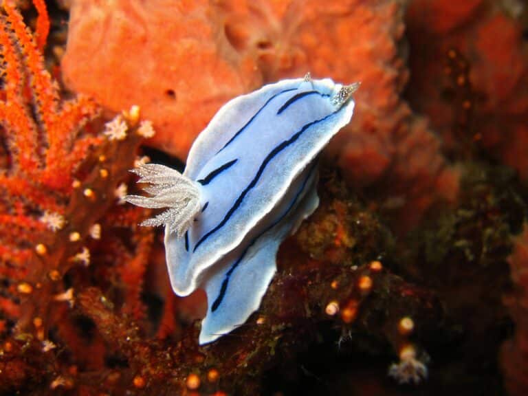 Chromodoris willani for nudipixel Chromodoris willani for nudipixel