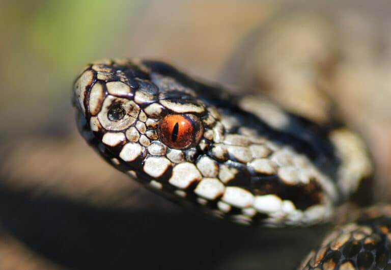 Vipera berus Vipera berus