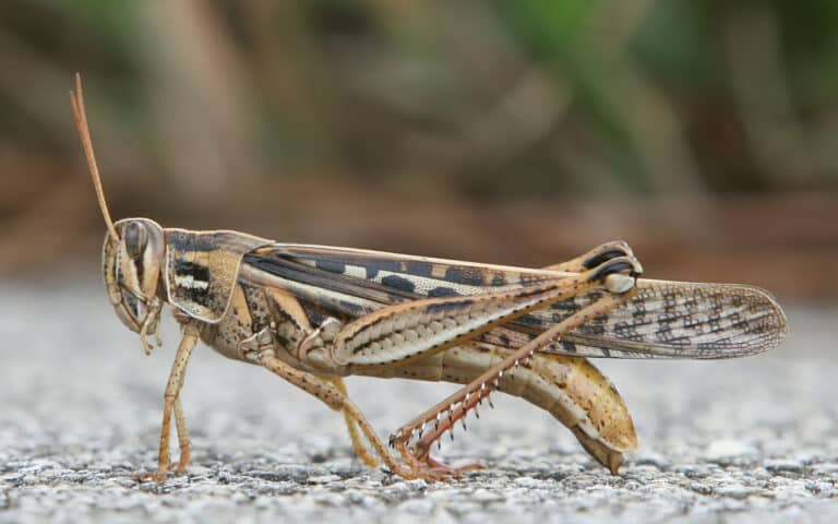 American Bird Grasshopper