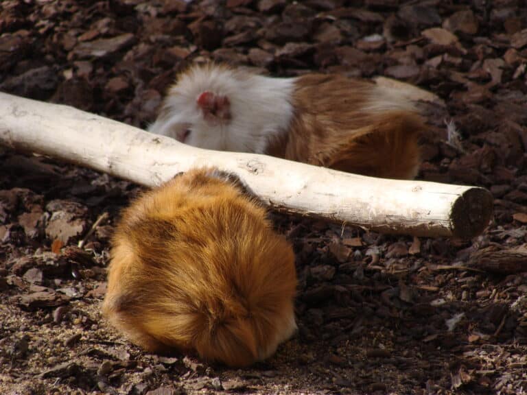 Cavia porcellus.001 – Faunia