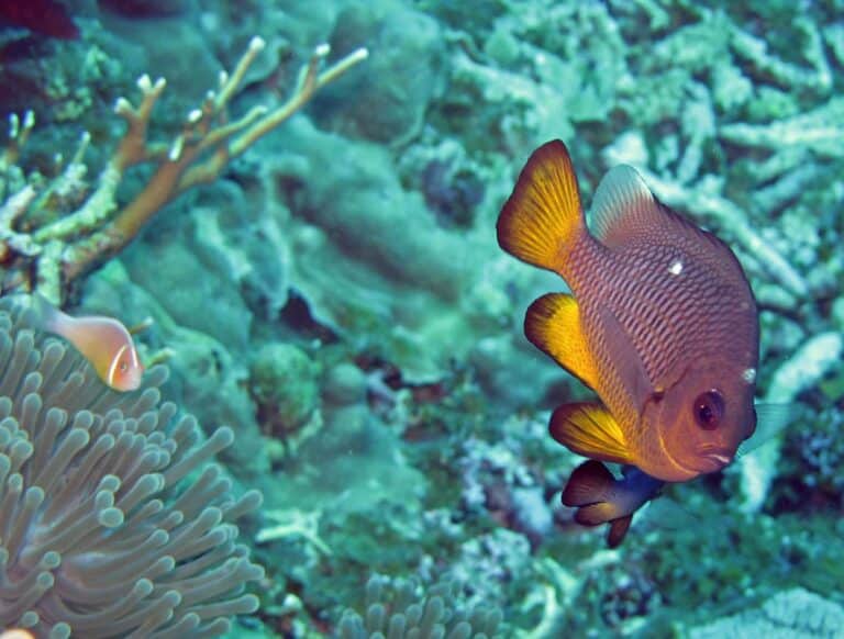 Three-spot damselfish