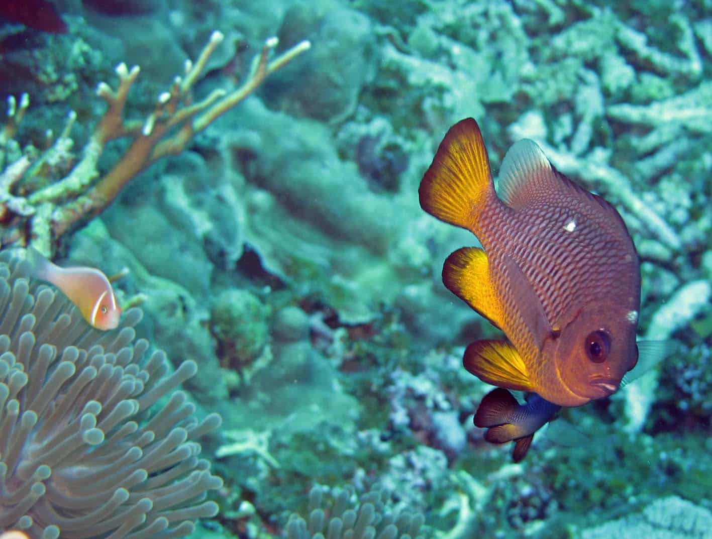 Three-spot damselfish