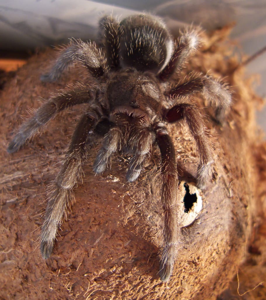 Bertie (Grammostola pulchra) tarantula Bertie (Grammostola pulchra) tarantula