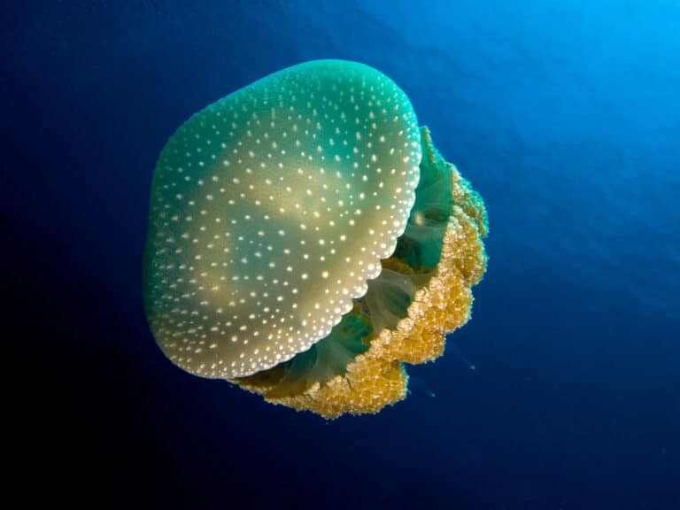 Phyllorhiza punctata (White-spotted jellyfish) edit Phyllorhiza punctata (White-spotted jellyfish) edit