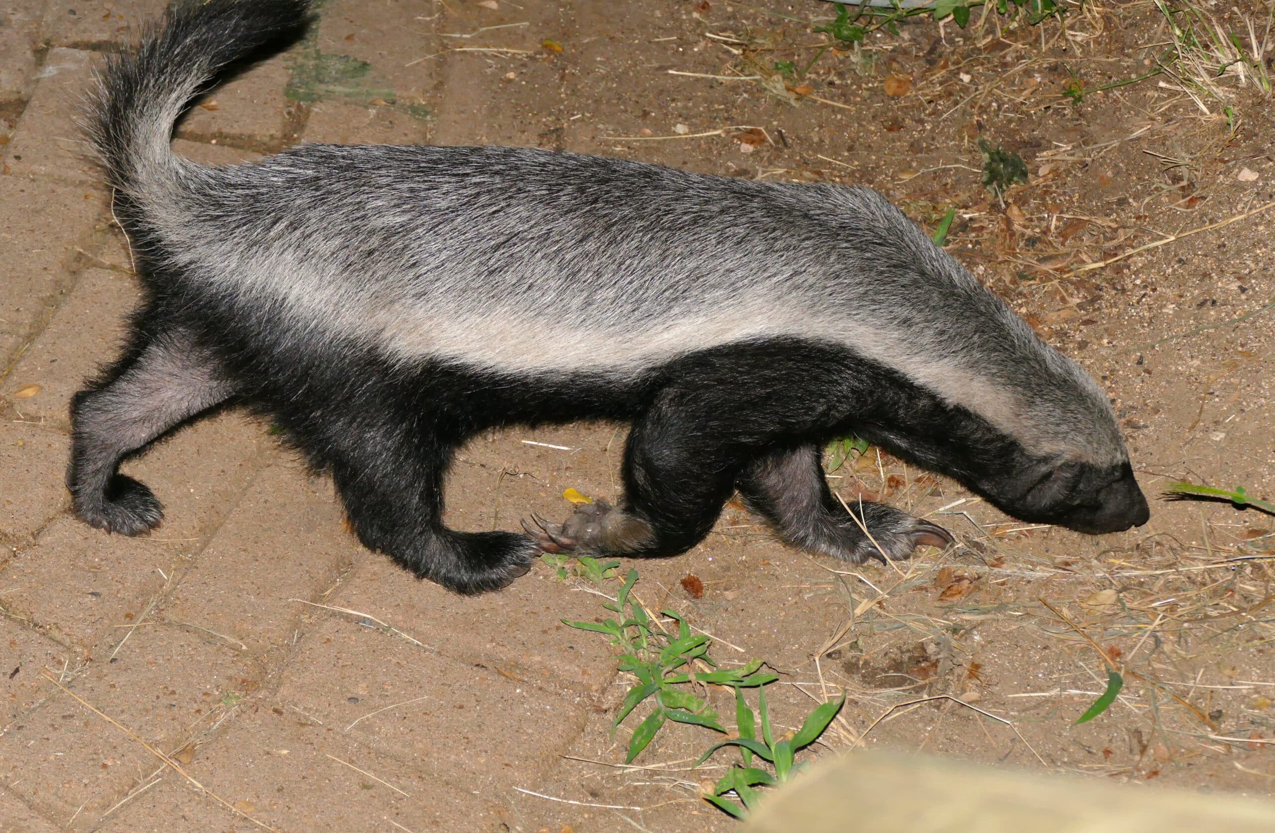 File:Honey Badger (Mellivora capensis) (17181070118).jpg File:Honey Badger (Mellivora capensis) (17181070118).jpg