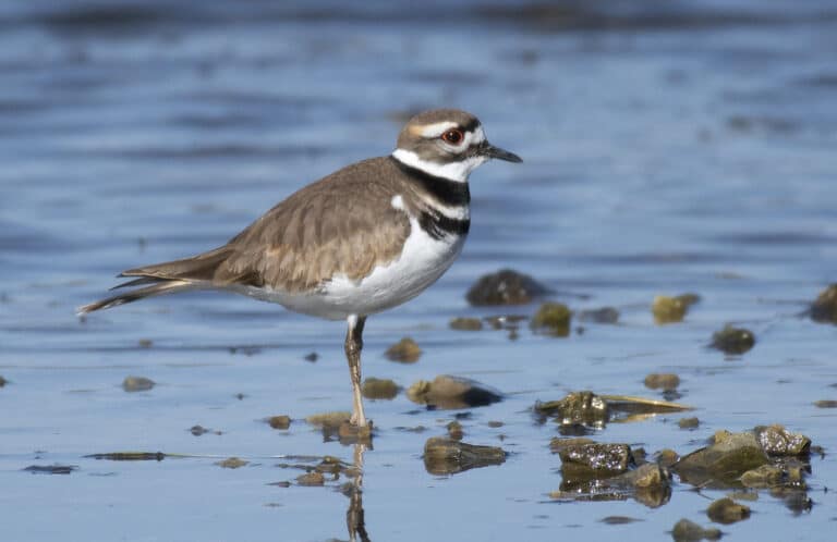 Killdeer (Charadrius vociferus) Killdeer (Charadrius vociferus)