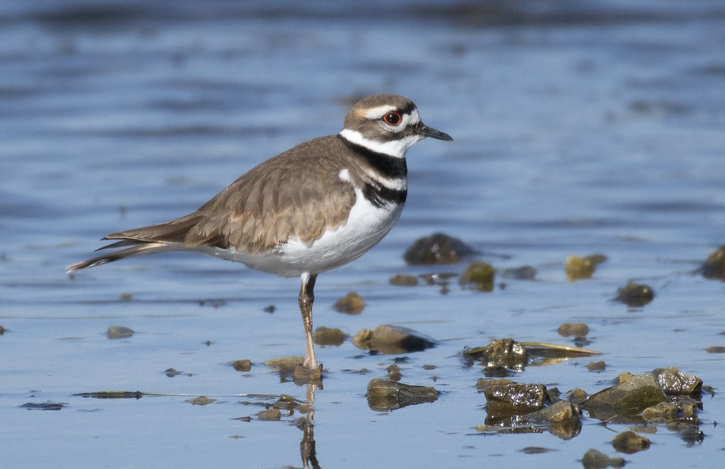 Killdeer (Charadrius vociferus) Killdeer (Charadrius vociferus)