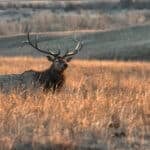 Elk
