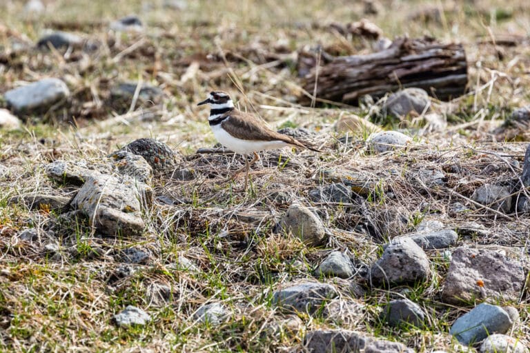 Killdeer (Charadrius vociferus) near Clematis Creek Killdeer (Charadrius vociferus) near Clematis Creek