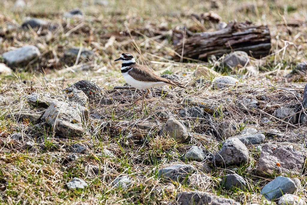 Killdeer (Charadrius vociferus) near Clematis Creek Killdeer (Charadrius vociferus) near Clematis Creek