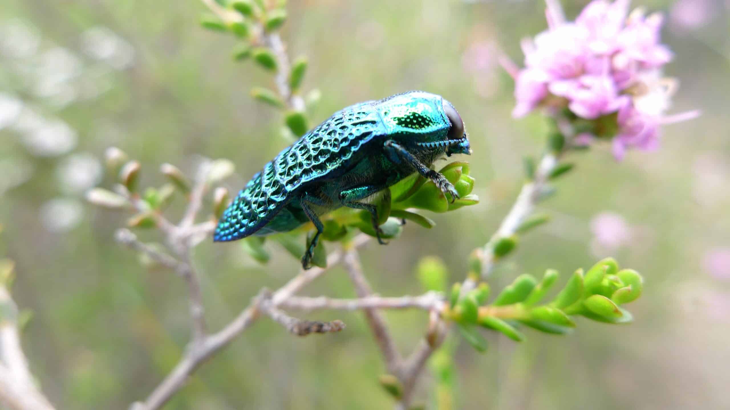 Jewel Beetle (6368395285)