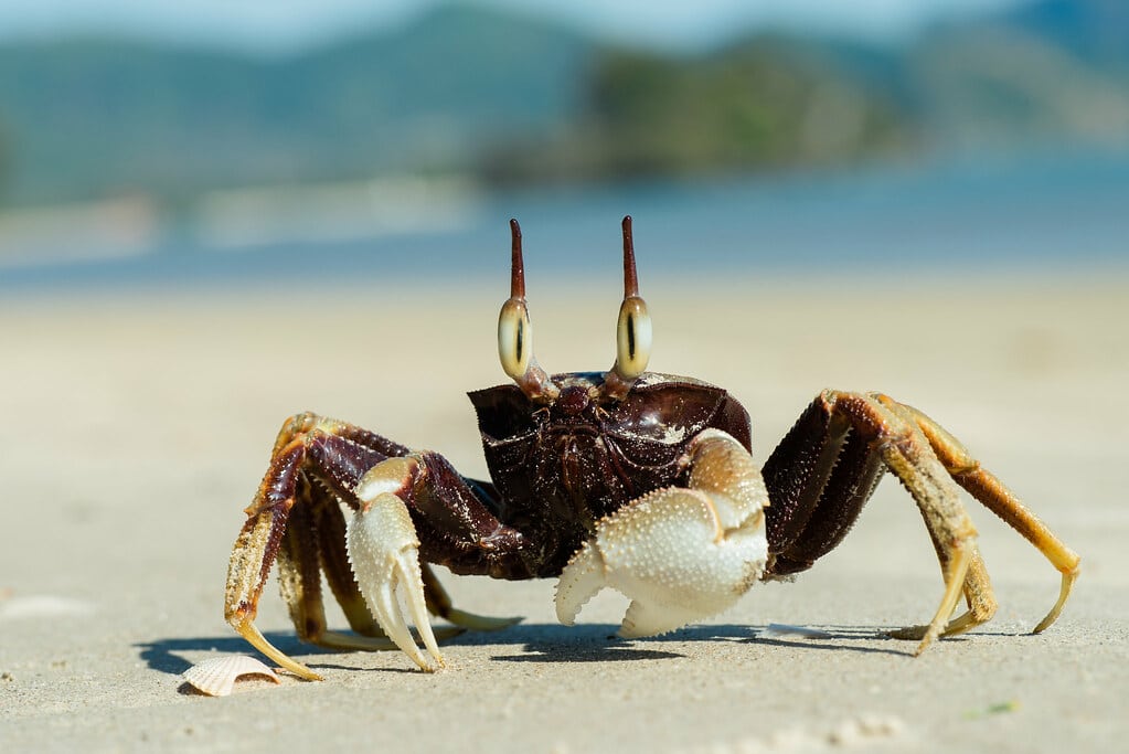 Ocypode ceratophthalma, horned ghost crab – Krabi / Thailand Ocypode ceratophthalma, horned ghost crab – Krabi / Thailand