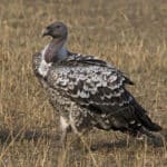 Rüppell’s Vulture (Gyps rueppelli) (21160089681)