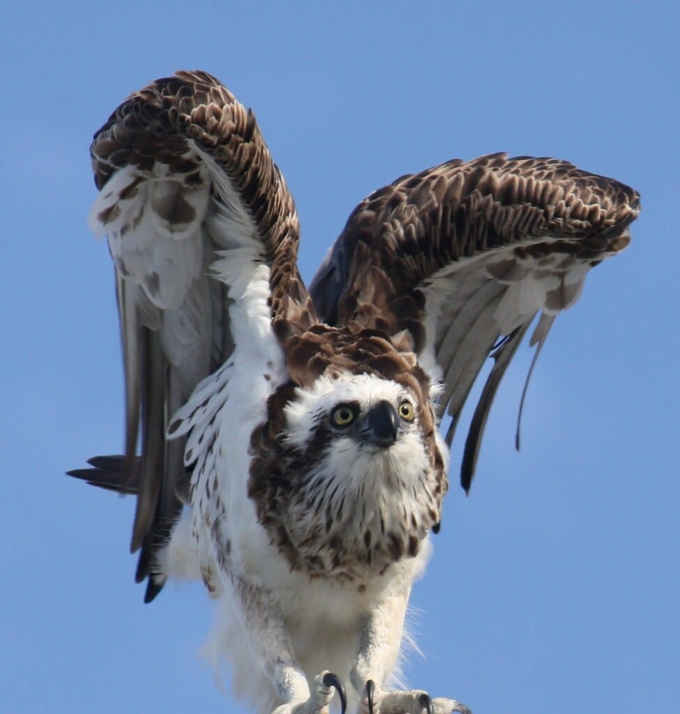 Osprey (Pandion haliaetus) at Caloundra Osprey (Pandion haliaetus) at Caloundra