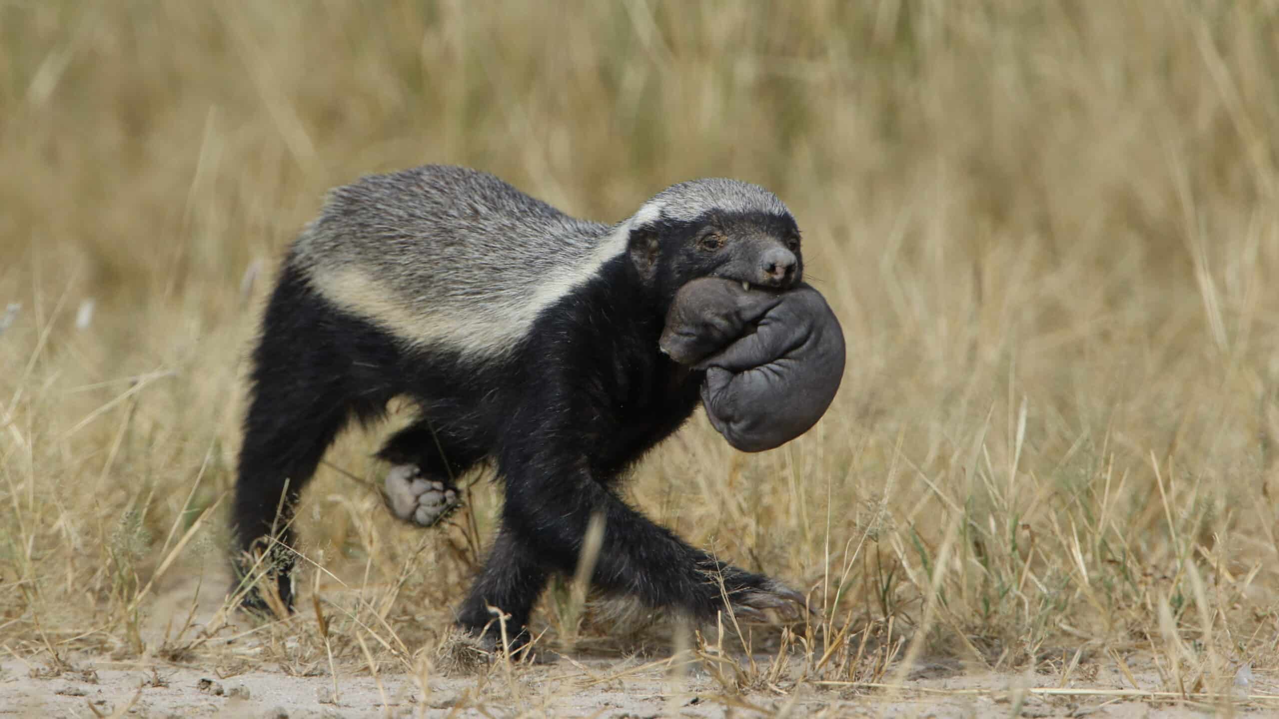 File:Honey badger, Mellivora capensis, carrying young pup in her mouth at Kgalagadi Transfrontier Park, Northern Cape, South Africa (34739010541).jpg File:Honey badger, Mellivora capensis, carrying young pup in her mouth at Kgalagadi Transfrontier Park, Northern Cape, South Africa (34739010541).jpg