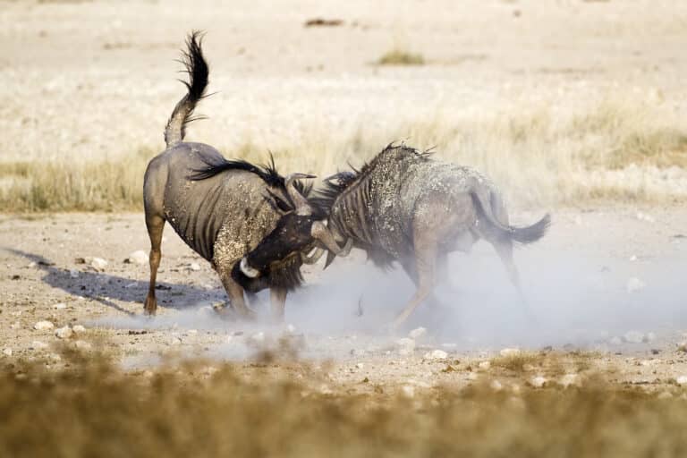 File:2012-wildebeest-fight.jpg File:2012-wildebeest-fight.jpg